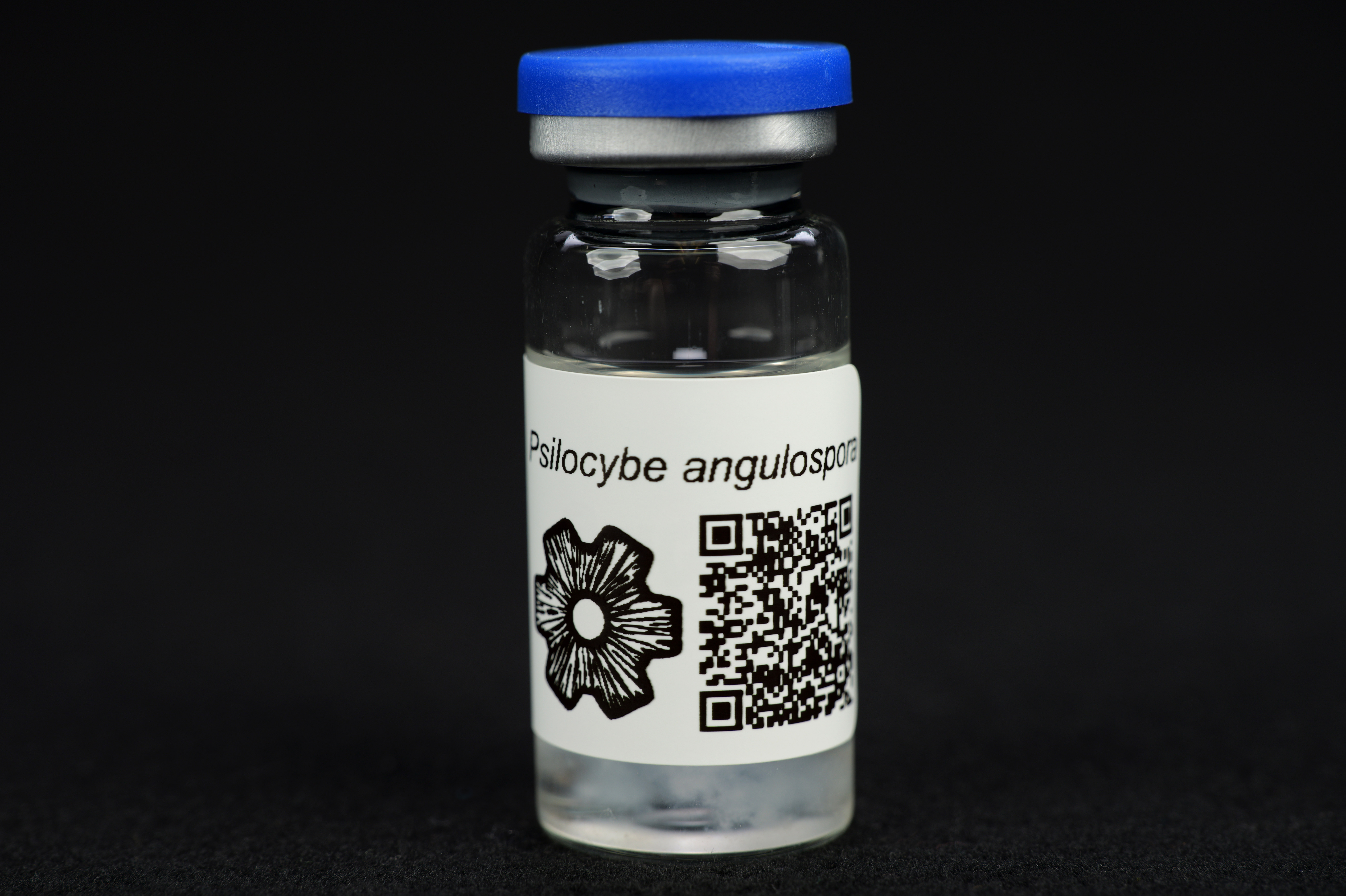Psilocybe angulospora : MycoTrue(TM) Isolate Vial